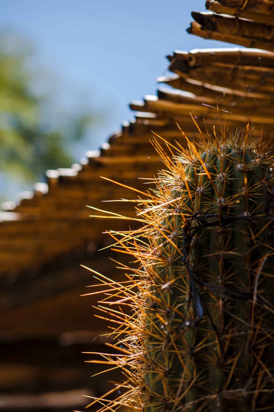 Cactus Habitación